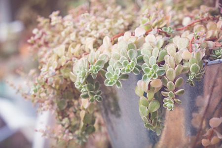 green plant in reuse pots, selective focus, toning の写真素材