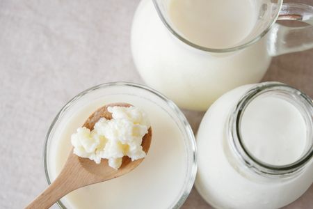 Organic probiotic milk kefir grains, Tibetan mushrooms on wooden spoon and kefir milk in glass containersの写真素材