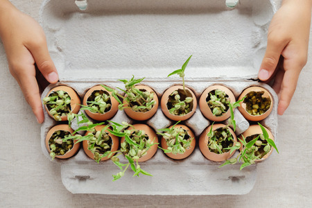 hands holding seedling plants in eggshells, eco gardening,  montessori, education conceptの写真素材