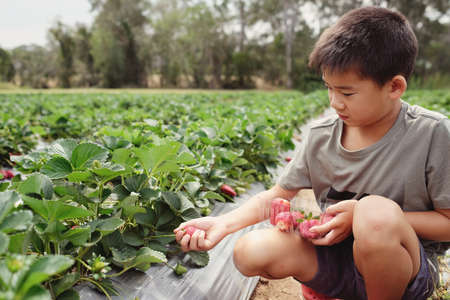 young Asian boy picking fresh strawberry on organic strawberry farmの写真素材