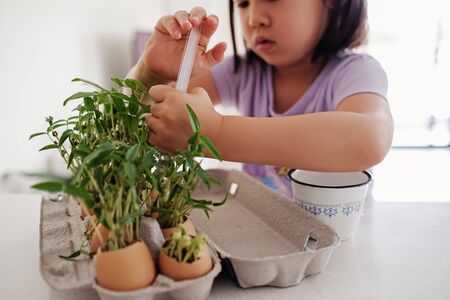 Mixed Asian girl watering plants in eggshells,, eco gardening,  montessori, education , reuse conceptの写真素材