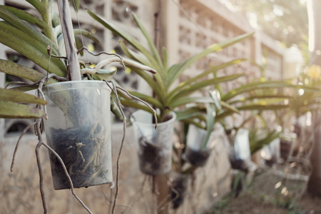 growing Orchids in used plastic cups, reuse recycle eco conceptの写真素材