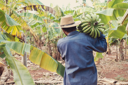 Asian senior farmer holding green bananaの写真素材