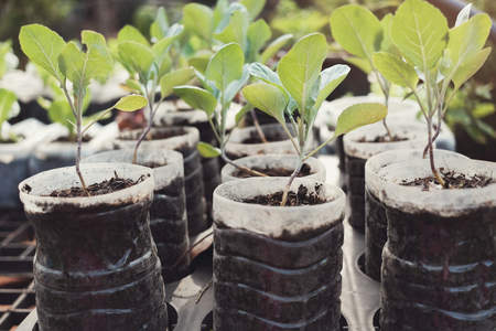 growing vegetable in used plastic bottles, reuse recycle eco conceptの写真素材