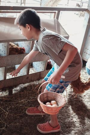young boy collecting eggs, homeschool education concept, Easter activity for kidsの写真素材