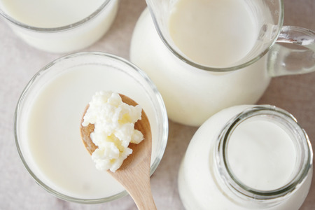 Organic probiotic milk kefir grains, Tibetan mushrooms on wooden spoon and kefir milk in glass containersの写真素材