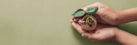 hands holding seedling in eggshells, montessori education , CSR Corporate social responsibility, Eco green sustainable living concept,zero waste, plastic free,world food day, responsible comsumptionの写真素材