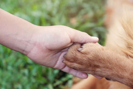 child hand and paw holding together, human and animal friendship, animal rights, helping animals conceptの写真素材