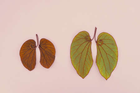 lung shaped leaves, world tuberculosis day, Lung cancer, world no tobacco day, corona covid-19...
