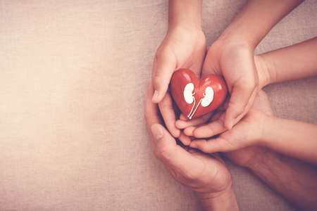 hands holiding red heart with kidney, world kidney dayの写真素材