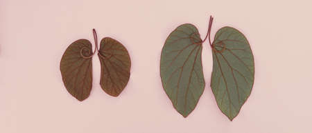 lung shaped leaves, world tuberculosis day, Lung cancer, world no tobacco day, corona covid-19 virus, eco air pollution; organ donation conceptの写真素材
