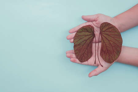 hands holding kidney shaped leaves, world kidney day, National Organ Donor Day, charity donation...
