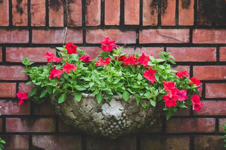 decoration old red brick wall with beautiful flower in pot.の写真素材