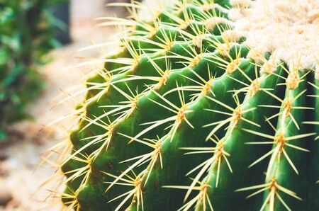 top view closeup cactus.