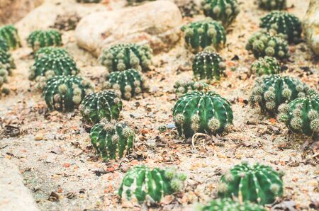 cactus decorate on sand with rock in cactus garden. desert plant.