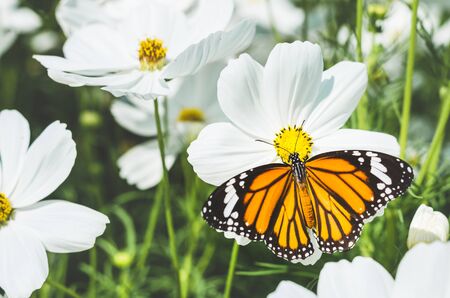beautiful butterfly on cosmos field in the park.の写真素材