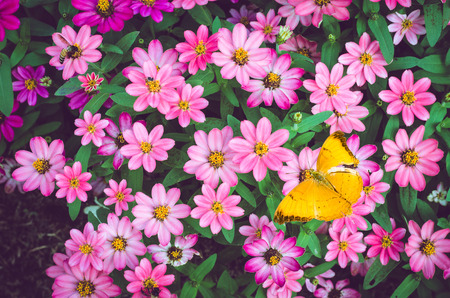 butterfly on colorful beautiful flowers background.の写真素材