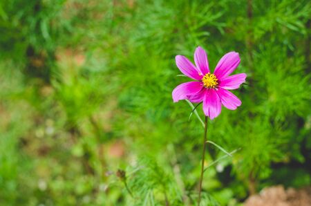 single cosmos flower with green background.の写真素材