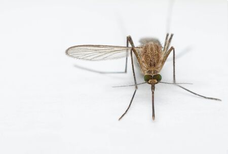 macro close up mosquito on white paper.の写真素材