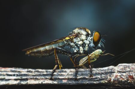 robber fly eating on tree branch.の写真素材