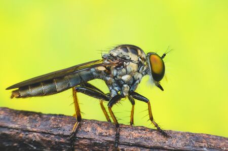 robber fly on branch.の写真素材