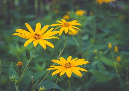 Flower herb, Thailand herb. Jerusalem artichoke, sunchoke.の写真素材