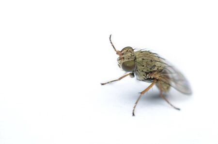 outstanding fruit fly on white dirty paper.の写真素材