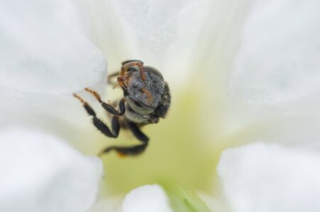 stingless bee in white flower has collecting nectar from pollen.の写真素材