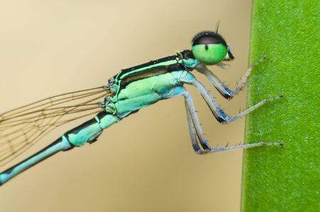 dragonfly perched on green grass leaves against yellow bronw background.の写真素材
