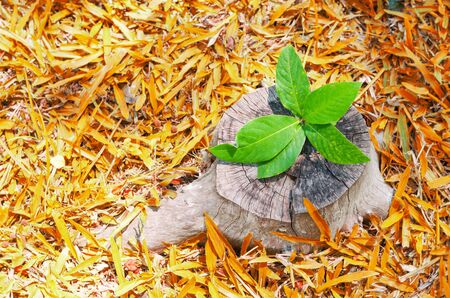 seeding strong growing on dried trunk tree with dried grass area arounded. concept to strong, growth, sucess and development.の写真素材
