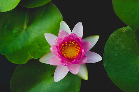 Beautiful lotus flower in pond.の写真素材