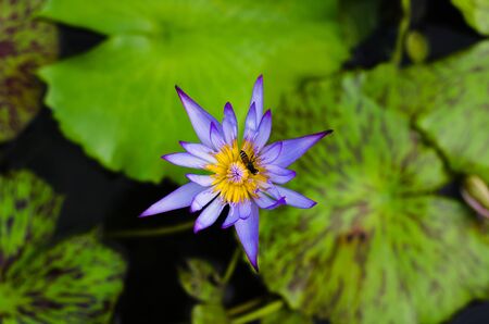 beautiful lotus flower in pond.の写真素材