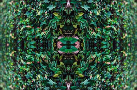 abstract green leaves nature background with selective focus.の写真素材