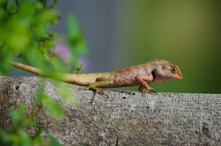 red chameleon from Thailand perchased on the tree.