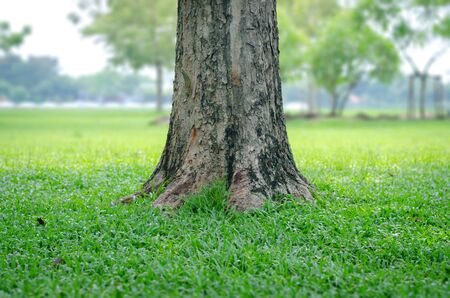 Trees in the park with green grass and sunlight, fresh green nature background.の写真素材