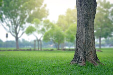 trees in the park with green grass and sunlight, fresh green nature background.の写真素材