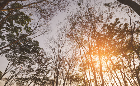 trees silhouettes trunk and branch with leavesless at sunset golden hour twilight with sunset.