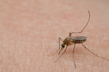 mosquito sucking blood on human skin and carry the disease to humans.の写真素材
