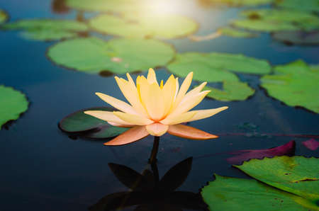 yellow lotus flower in pond in the dark tone with sunlight. aquatic waterlily nature flower...