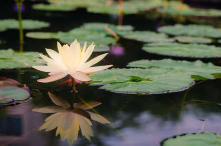 yellow lotus flower in pond. aquatic water lily fresh nature flower blooming background outdoors in garden.の写真素材