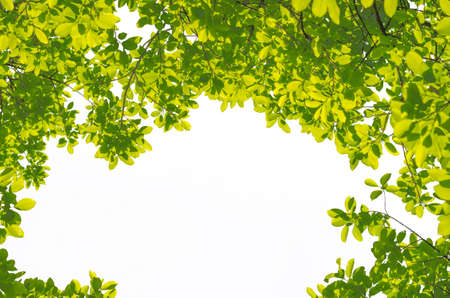 green leaves frame isolated on white background with clipping path. spring fresh leaf natural...