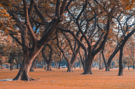 trees in the park with autumn leaves and grass and sunlight, fresh green nature background at out door in city for relax area good breath healthy. green environment garden ozone oxygen save world.の写真素材