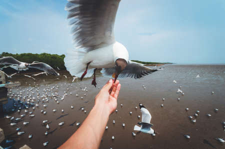 hand man feeding seagull bird with food flying on sky at summer in Bang pu Thailand.の写真素材