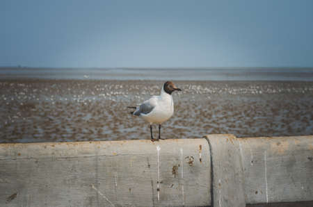 closeup white seagull bird standing on concrete bridge rail ocean coast with blue sky background. beautiful freedom fly animal in the sea outdoors.の写真素材