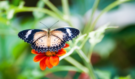 Butterfly on the flowerの写真素材