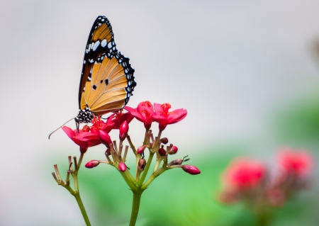 Butterfly on the flowerの写真素材