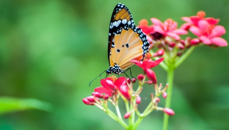 Butterfly on the flowerの写真素材