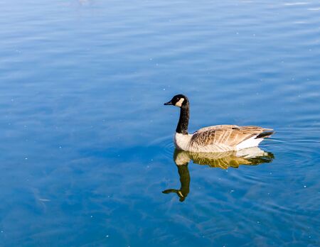 Swimming goose in the river backgoundの写真素材
