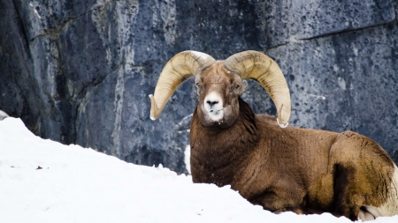 Portait of big horn sheep の写真素材
