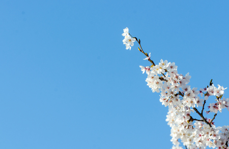 Cherrys Blossoms in April 15 with blue sky background, at Kawaguchigo Lake, Japanの写真素材
